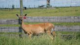 Smith: A Waukesha County deer farm is the latest chronic wasting disease casualty