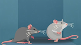 Quirky Circling Behavior in Mice Informs Research on Humans in Space - NASA