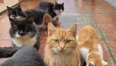 Feral cat colony discovered on remote Scottish isle