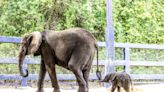 First second-generation African elephant born at Disney's Animal Kingdom: Meet Corra