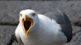 Reddit user taken down big style after asking why you never see seagulls in tree