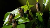 Cicada-geddon: What Iowans need to know about the biggest emergence of cicadas in centuries