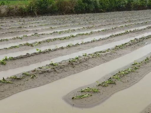 雨後成災…後龍瓜田泡湯 泰安落石砸車