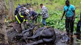 Fire Department rescues two horses stuck in mud