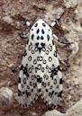 Giant leopard moth