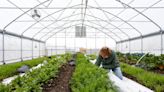 As hospital farm expands, Cox and garden nonprofit aim to improve habits and food supply