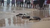 Si te encuentras una tortuga en la playa, llama al 112