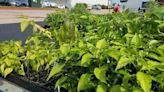 Crosslines and Ozarks Food Harvest hosts free plant and seed giveaway