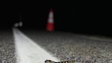 The stage is set for an amphibian stampede on Campobello Island