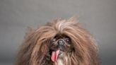 World's 'ugliest' dog revealed