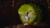 The next frontier in saving the world's heaviest parrots: genome sequencing