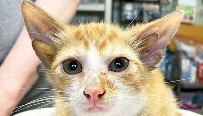 'Simply Ear-resistible' Kitten Born with 4 Ears Delights Tenn. Rescue After His Abandonment