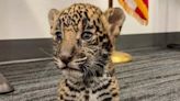 Couple arrested for jaguar cub deal in 1st case charged under Big Cat law