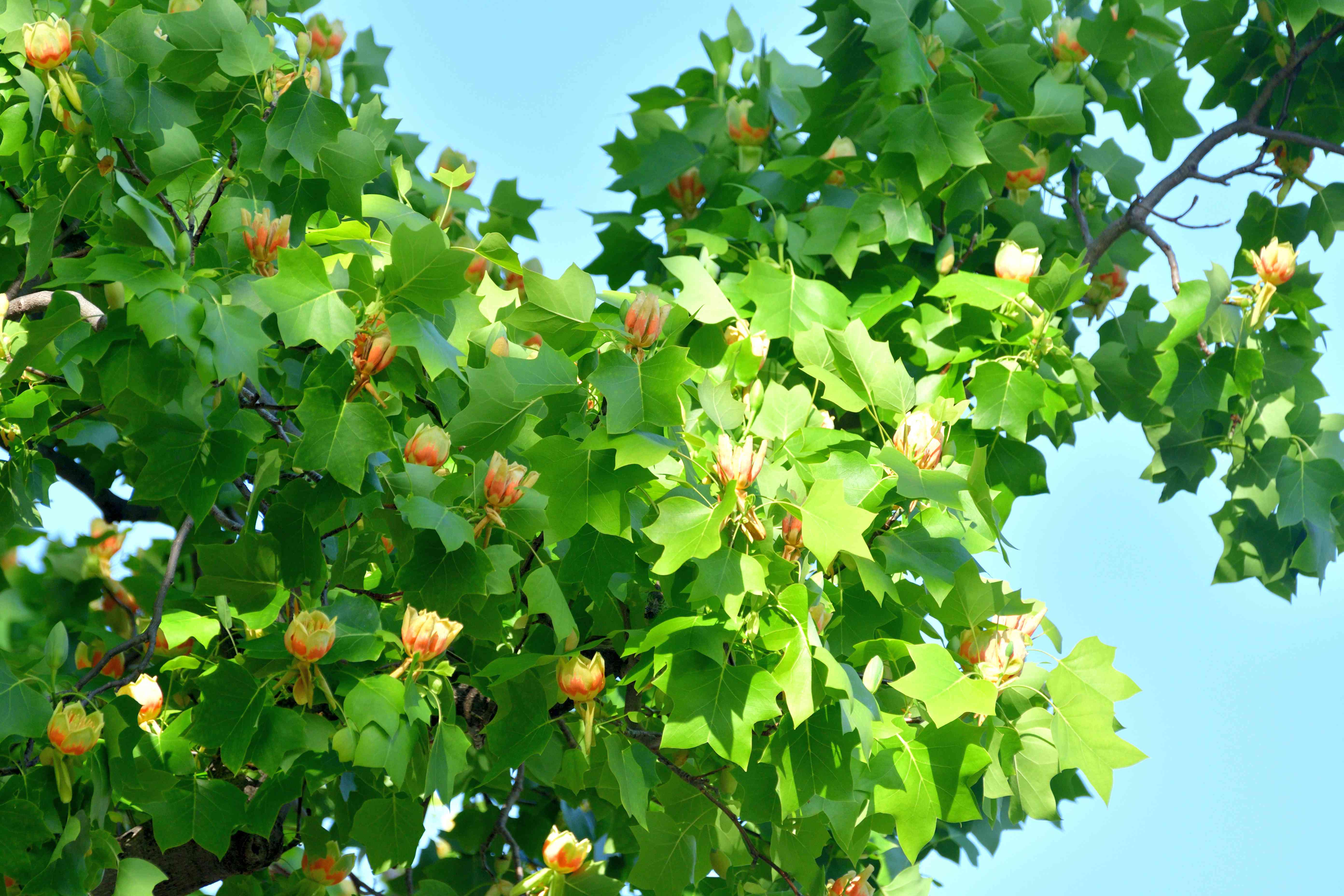 16 Fast-Growing Shade Trees to Help You Keep Your Cool Outdoors