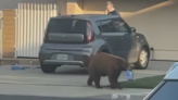 Los Angeles County officials ask for more state help with bear encounters