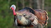 Minnesota stays with unlimited spring turkey licenses