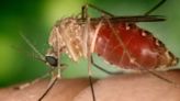 Brasil reporta dos muertes por un nuevo virus transmitido por mosquitos