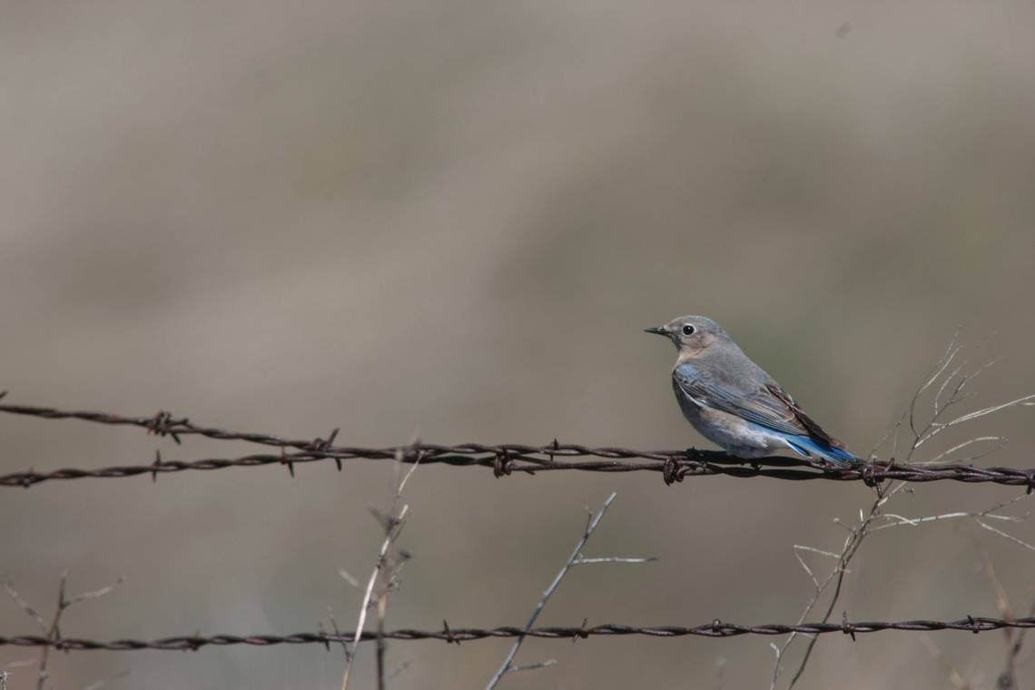 This tiny WA town is world’s bluebird capital. It also has the oldest rodeo in Washington