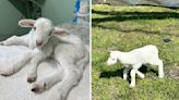 Good Samaritan rescues 5-legged lamb, seeks life-saving surgery funds