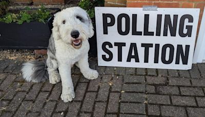 In pictures: Snake and a horse join dogs at polling stations