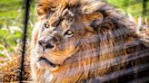 UNA mascot Leo III dies