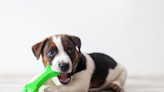 Toys Containing BPA May Cause Obesity in Dogs, New Research Finds