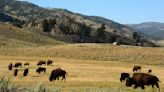 83-year-old woman gored by Yellowstone bison