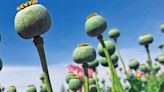 Afghanistan has massive opium stockpiles despite Taliban ban: UN report