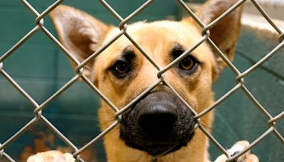 Loudoun County animal shelter holding free adoption event