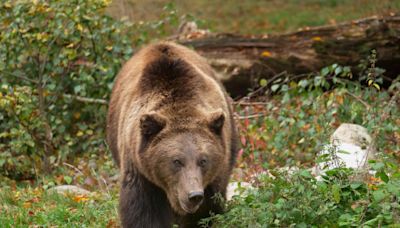 Brown Bear Ruins Child’s Birthday in the Worst Way Possible at Seattle Zoo