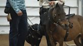 Mini horse competition hosted at WKU, showcases service horse nonprofit