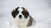 Rare St. Bernard-Poodle Mix Puppy Is a Sight to Behold