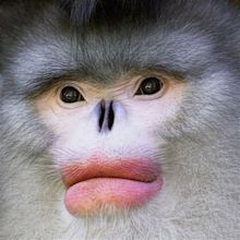 If anyone knows this monkey species please share, the face is amazing ...