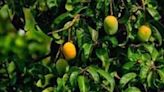 A season of plenty: Kangra bucks the national trend with surge in mango yield