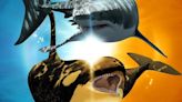 Killer Shark vs. Killer Whale Streaming: Watch & Stream Online via Disney Plus