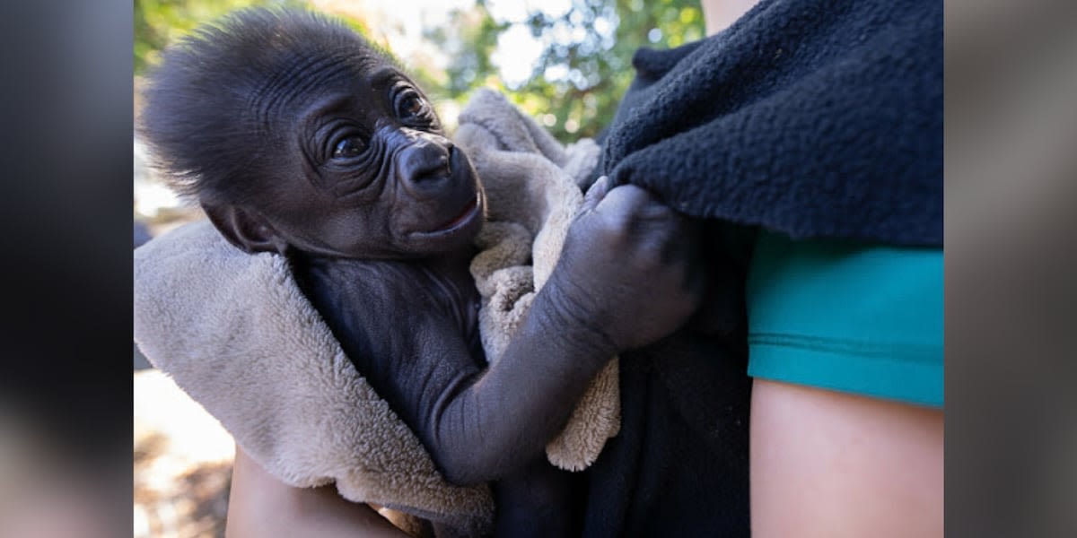 Baby gorilla forced to find another family after mother rejects him after birth, zoo says