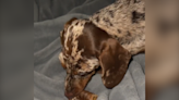 Dachshund puppy who "isn't hungry" hides bone in worst place possible