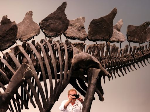 Dinosaur skeleton breaks auction record with $44.6 mn sale in New York