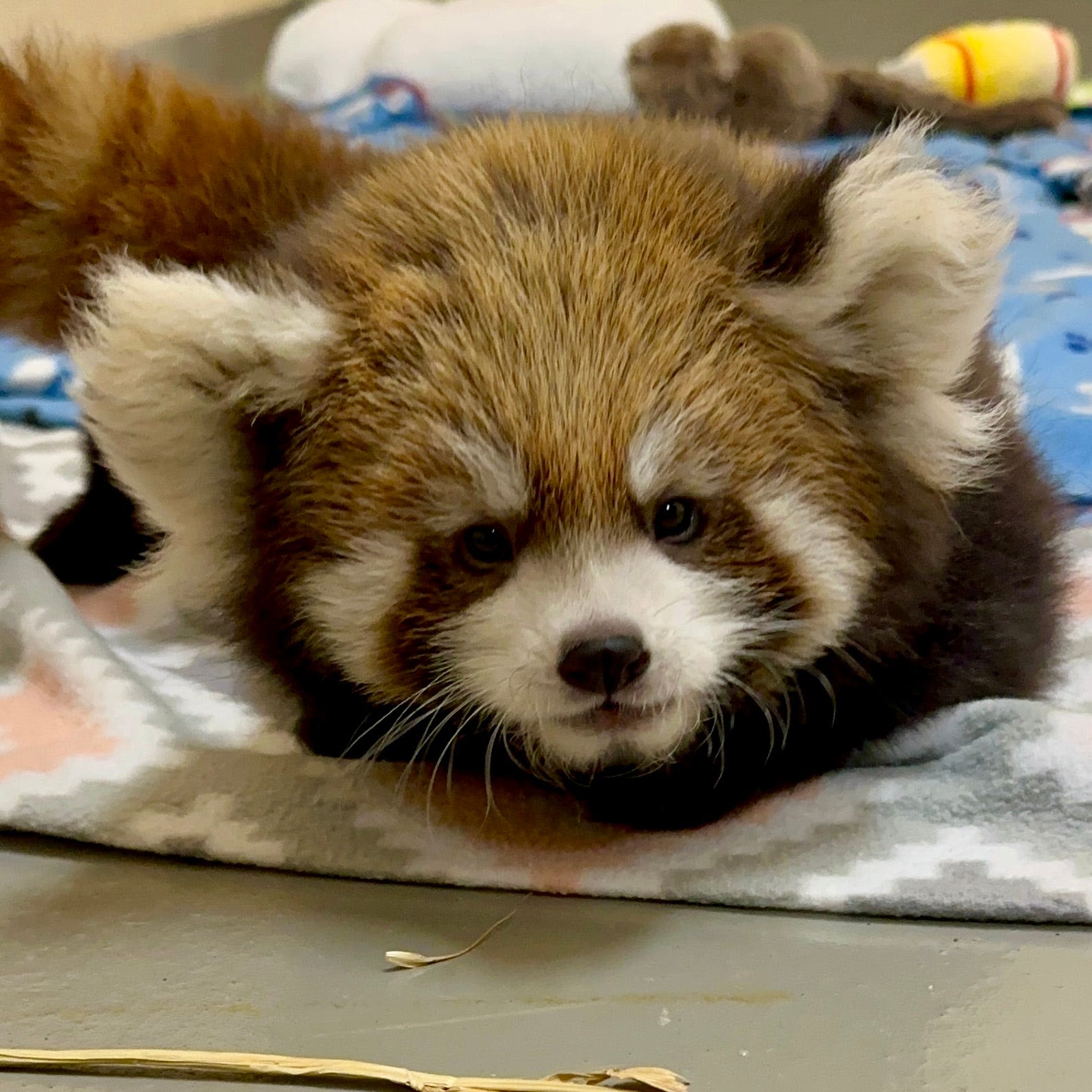 Seneca Park Zoo gets another red panda cub