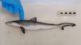 En este país de Sudamérica se detectaron tiburones intoxicados con cocaína