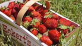 It's almost strawberry season! Here are 10 places near Louisville to go strawberry picking