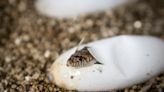 One of the rarest snakes in the US hatches at Memphis Zoo