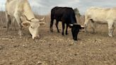 Gecen denuncia la aparición de una vaca muerta en el Prat de Cabanes-Torreblanca