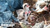 Third Poole Harbour osprey chick hatches