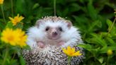 World’s oldest European hedgehog could provide hope for the future of the species