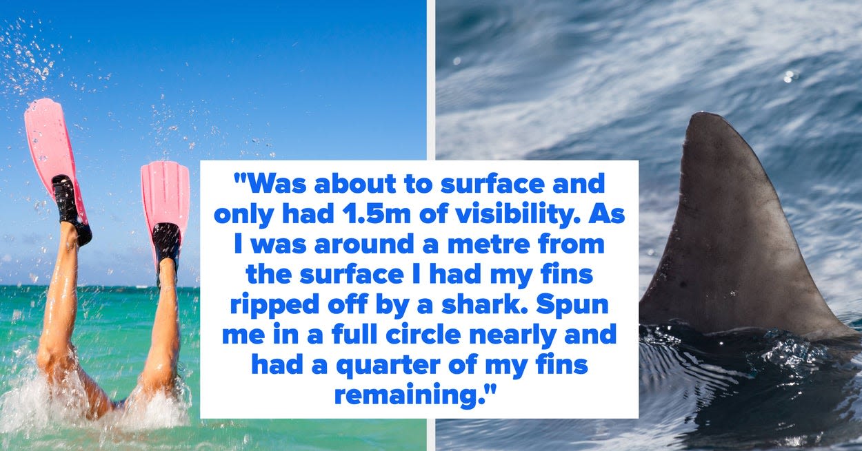 Shark Divers Are Sharing Their Wildest Dive Stories And OMG, I'm At The Edge Of My Seat