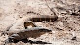 How giant lizards in Australia protect sheep