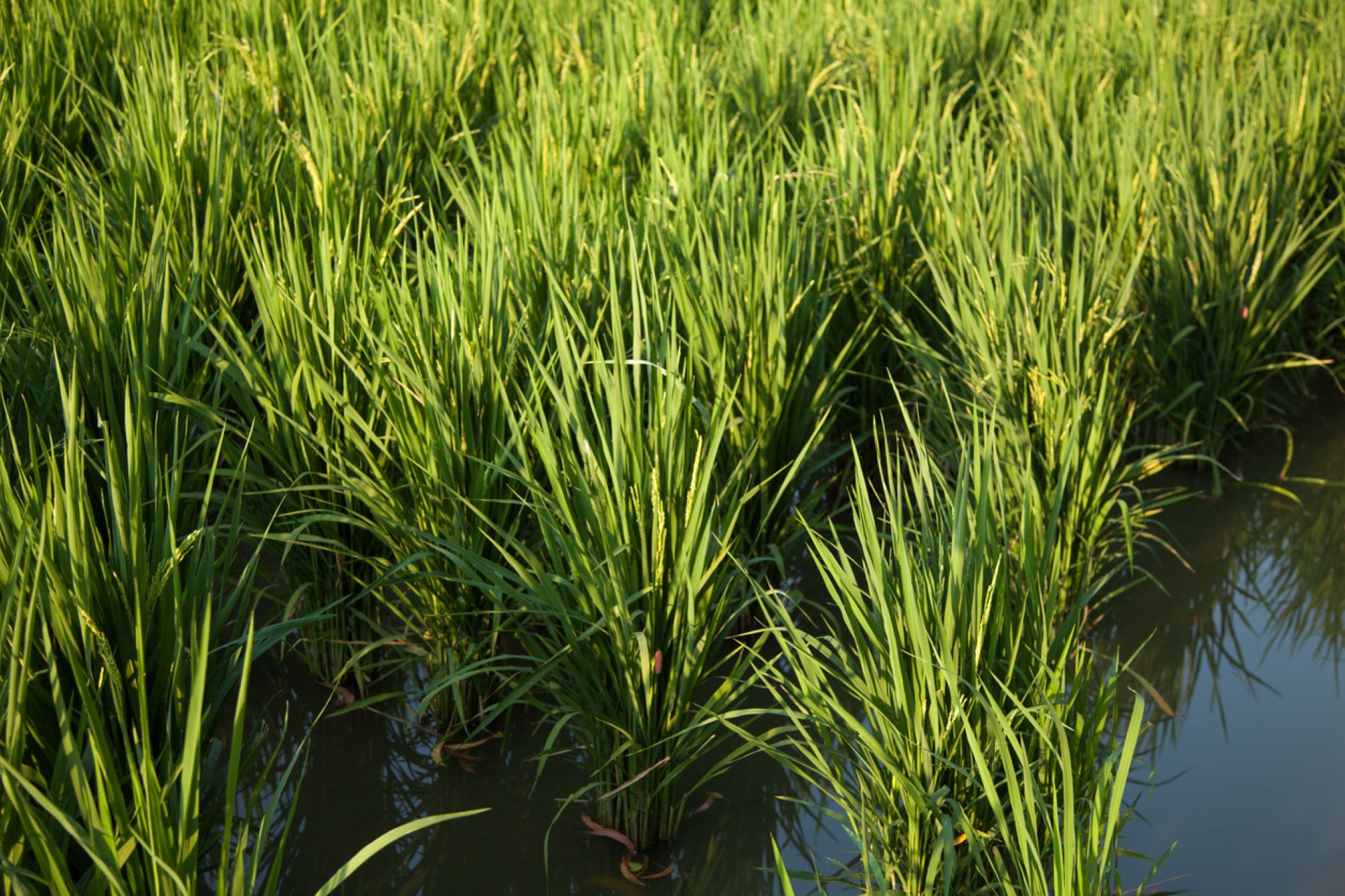 Scientists develop mutant rice capable of resisting common crop disease — here's why it's so important