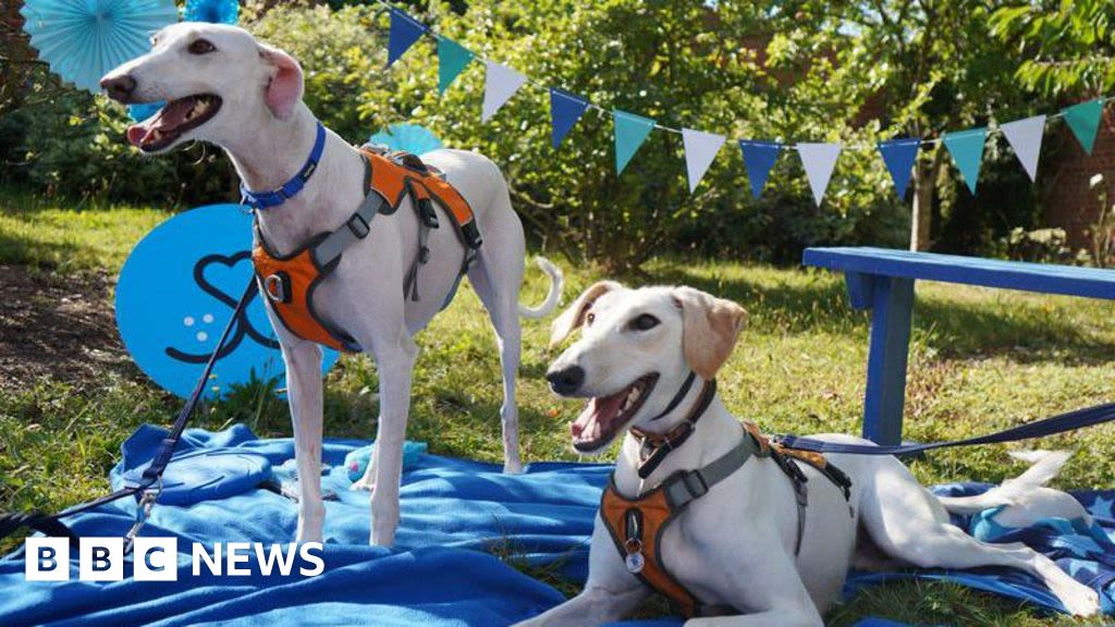 Berkshire: Battersea Old Windsor hosts party for rescue animals