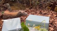 Komodo Dragon Celebrates Birthday at Perth Zoo